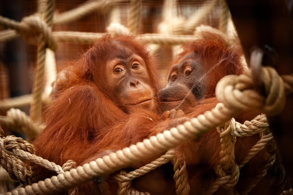 The orangutans are Planckendael's new crowd pullers. 