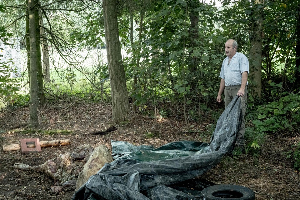 Boer Cyriel bij het karkas van zijn dode koe.