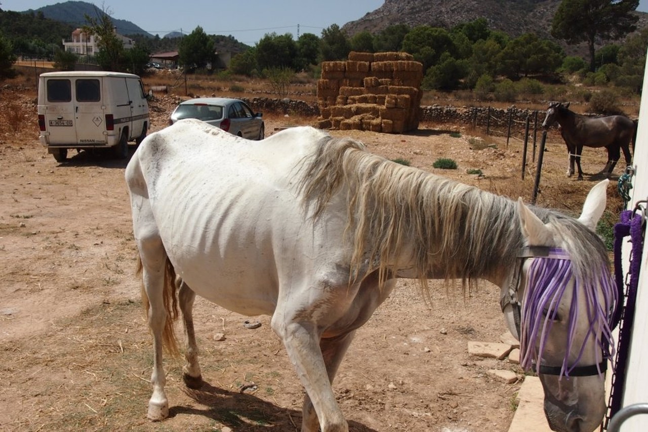 Spaanse paarden verhongeren door de crisis | Het Nieuwsblad Mobile