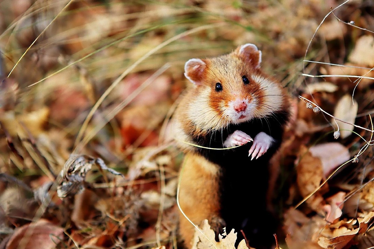 Natuurbeschermers slepen Vlaamse overheid voor de rechter om wilde hamster  van uitsterving te redden | Het Nieuwsblad Mobile