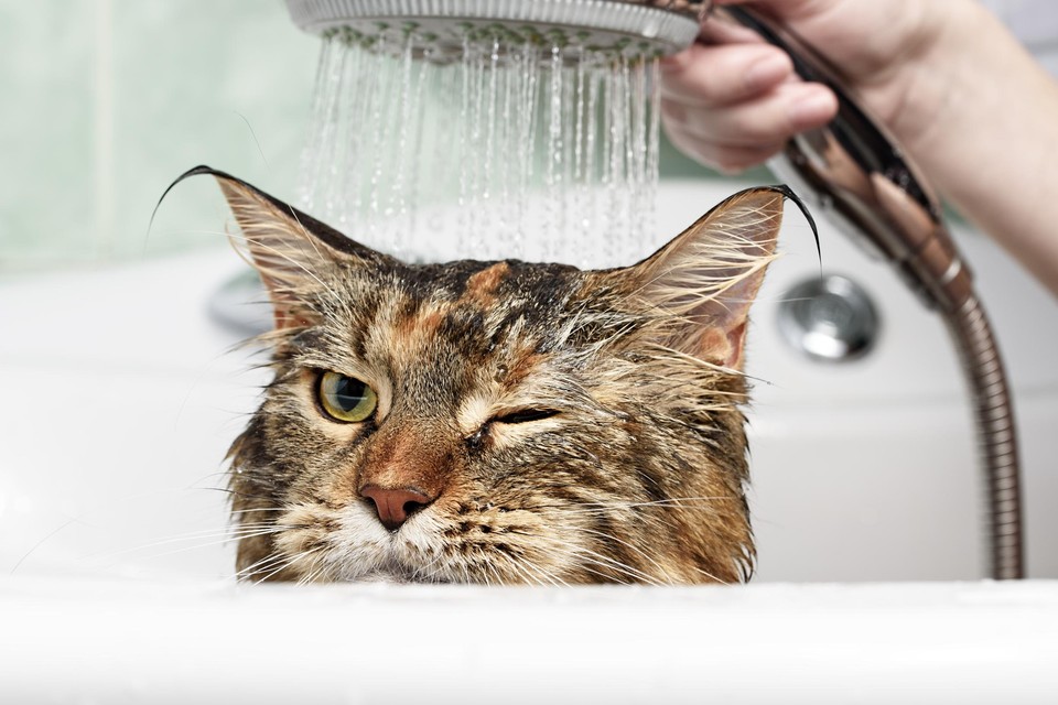 Autorisatie Wolkenkrabber schoorsteen Waarom houden katten niet van water? En mag je ze in bad zetten? “Je kan de  afkeer voor water in je voordeel ombuigen” | Het Nieuwsblad Mobile