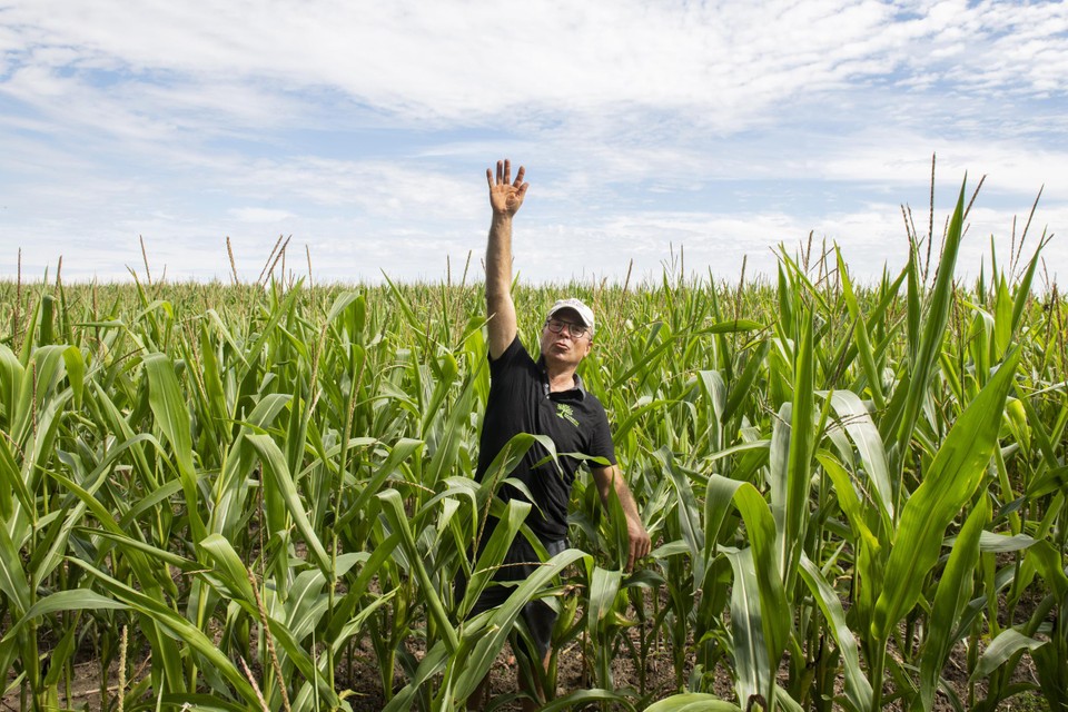 Karel Devreese toont hoe hoog maïs normaal staat. “De planten zijn platgeslagen door de hitte.”  