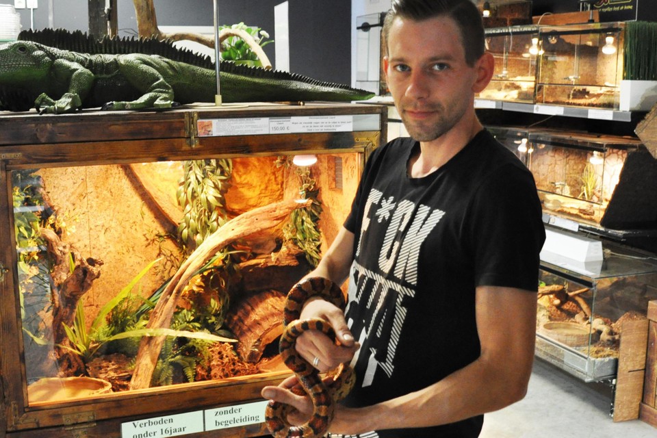 Werkgever kreupel Gemaakt om te onthouden Jens (29) en Aron (38) openen dierenwinkel vol reptielen en amfibieën: “We  willen mensen behoeden voor impulsaankopen, slangen zijn geen  knuffeldieren” | Het Nieuwsblad Mobile