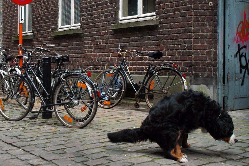Volgens cijfers uit 2018 kwispelen in Gent zo’n 32.000 geregistreerde hondjes rond