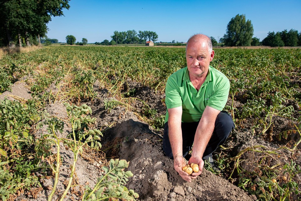 Bart Loncke op zijn aardappelveld 