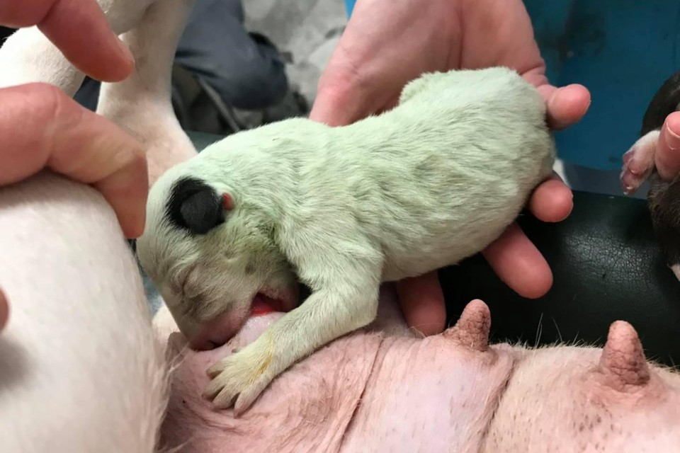 overtuigen neus tarief Groene pup geboren in Geel | Het Nieuwsblad Mobile