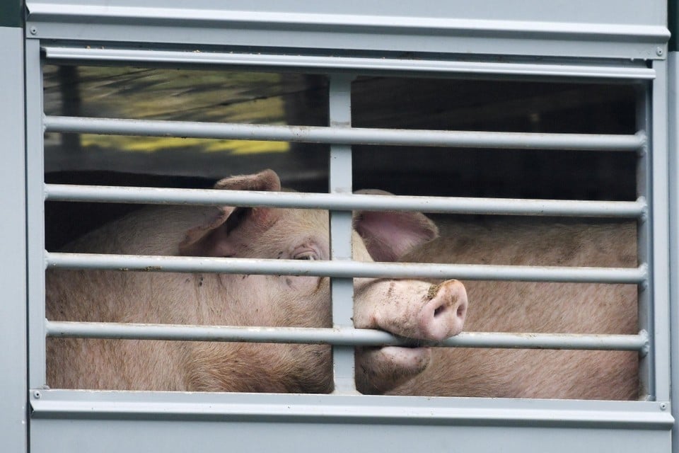 Sommige dieren overleven zelfs de rit naar het slachthuis niet.