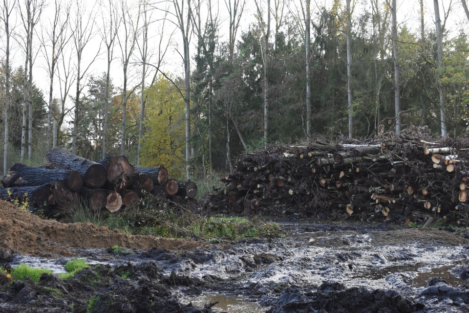 Een aantal bomen die op het achterliggende gebied is gekapt.
