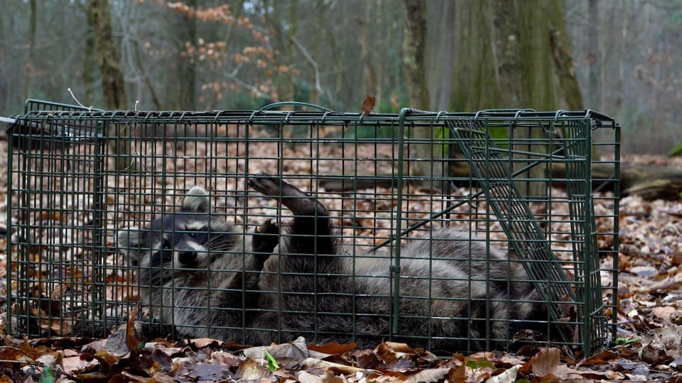 The catching away of raccoons seems to work well at the moment.