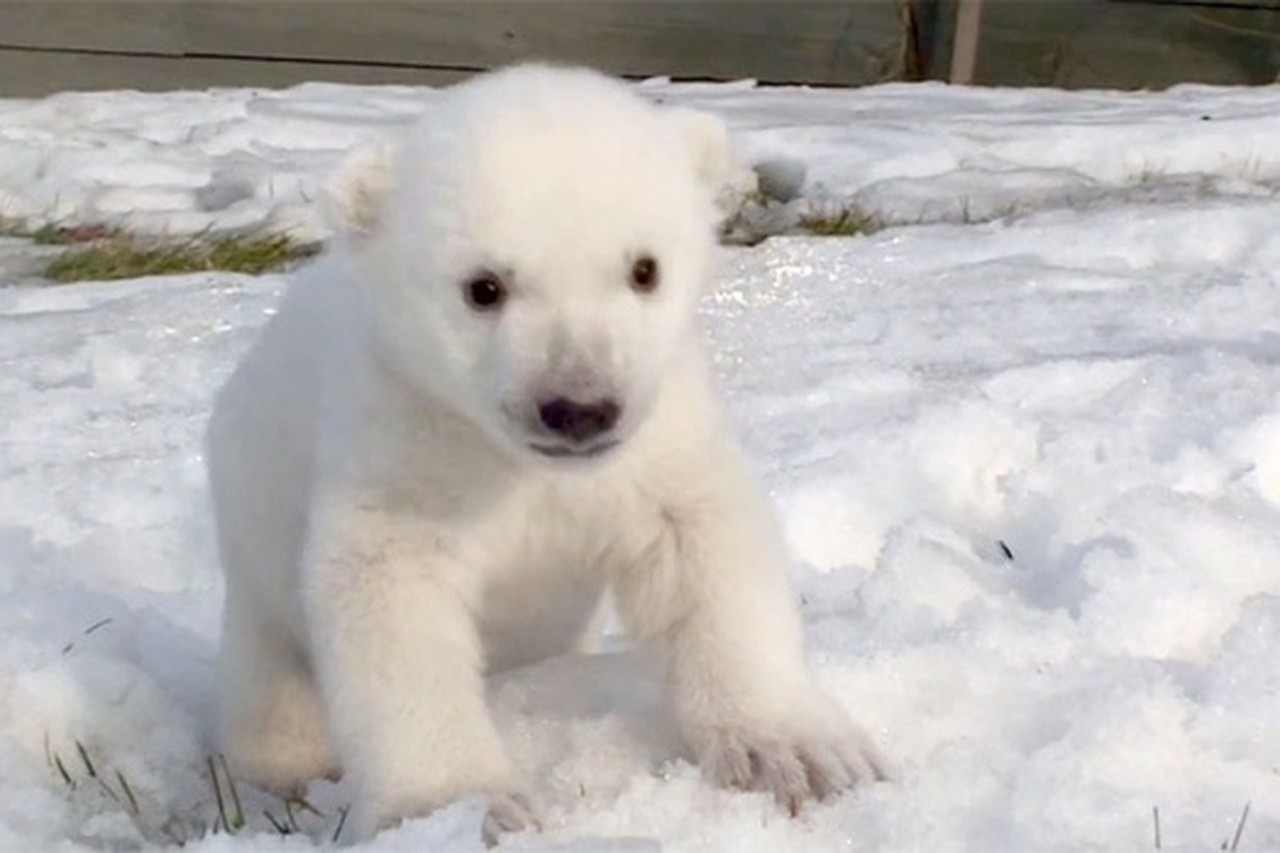 Schattige baby-ijsbeer grote publiek voorgesteld | Het Nieuwsblad Mobile