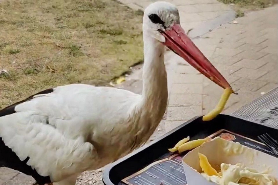 De ooievaar is helemaal niet mensenschuw en komt de frietjes uit de bakjes pikken.