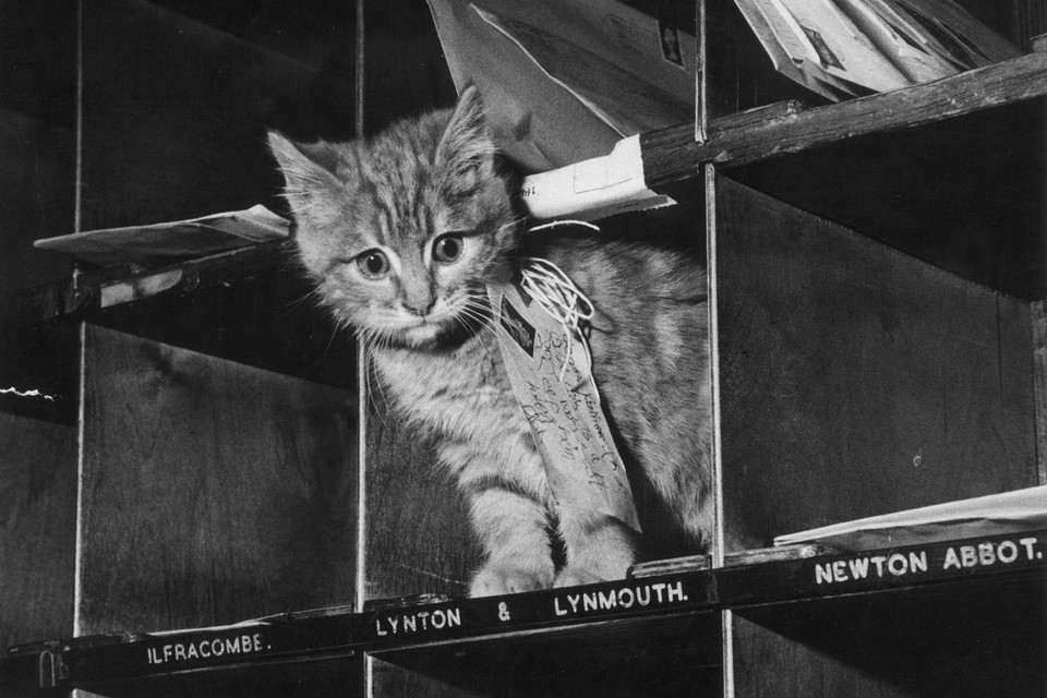 Het ‘bewijs’: een kat in een postvak.