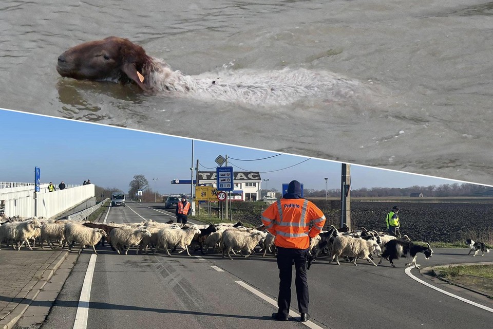In Adinkerke moest een kudde de weg over, in Nieuwpoort belandt een schaap in het kanaal.