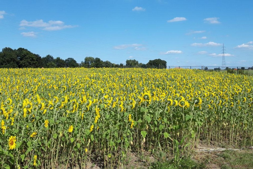 Het zonnebloemenveld in de Tuinlei.