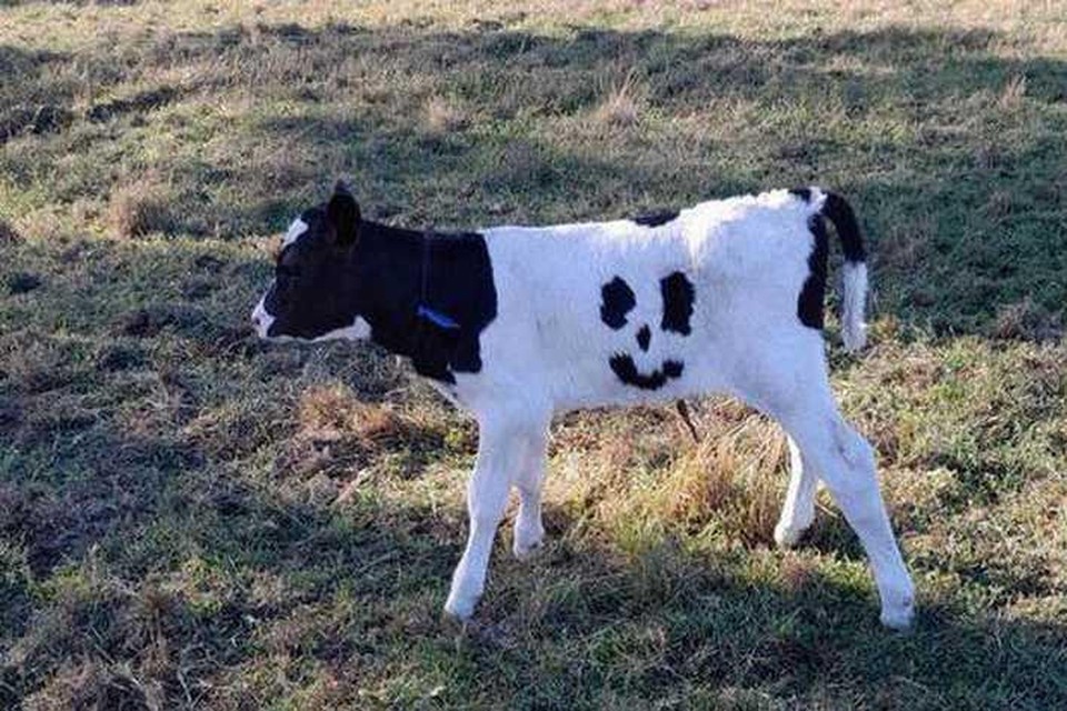 Lachende koe 'Happy' moet naar het slachthuis: “Hij wordt een beetje ons huisdier” | Nieuwsblad Mobile