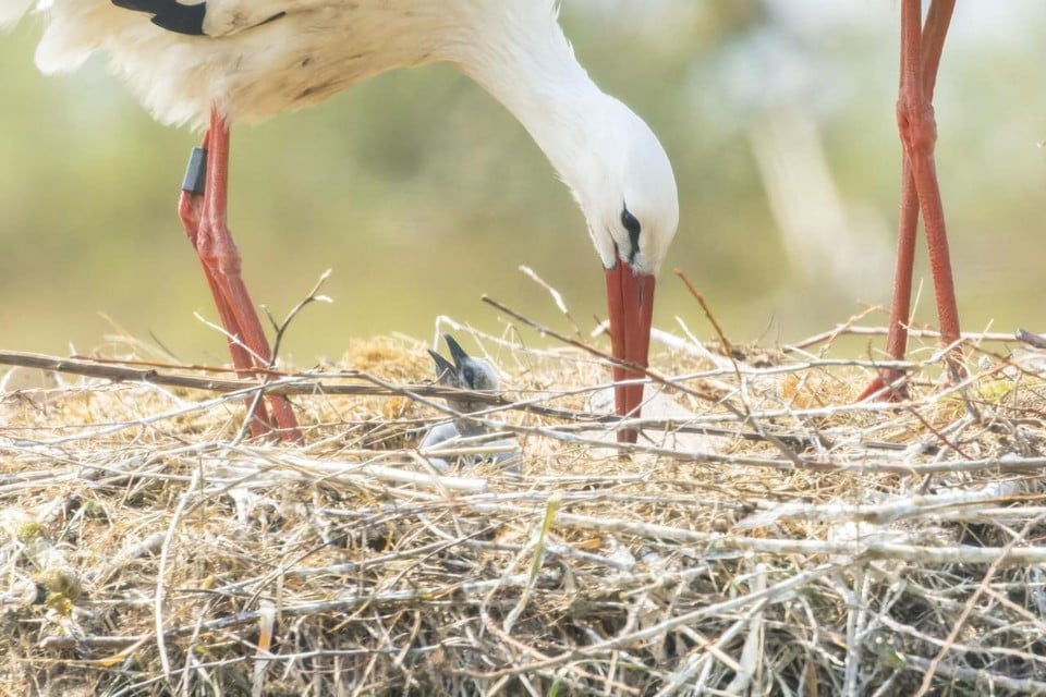 Drought is raving stork colony in the Zwin, where barely four young people will survive: « Lack of food » (Knokke-Heist)