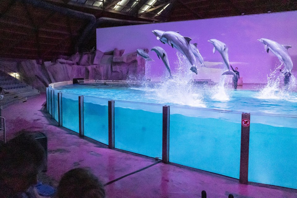 Themabeeld. Dolfinaria worden verboden, maar de dolfijnen in Boudewijn Seapark mogen (voorlopig) blijven.