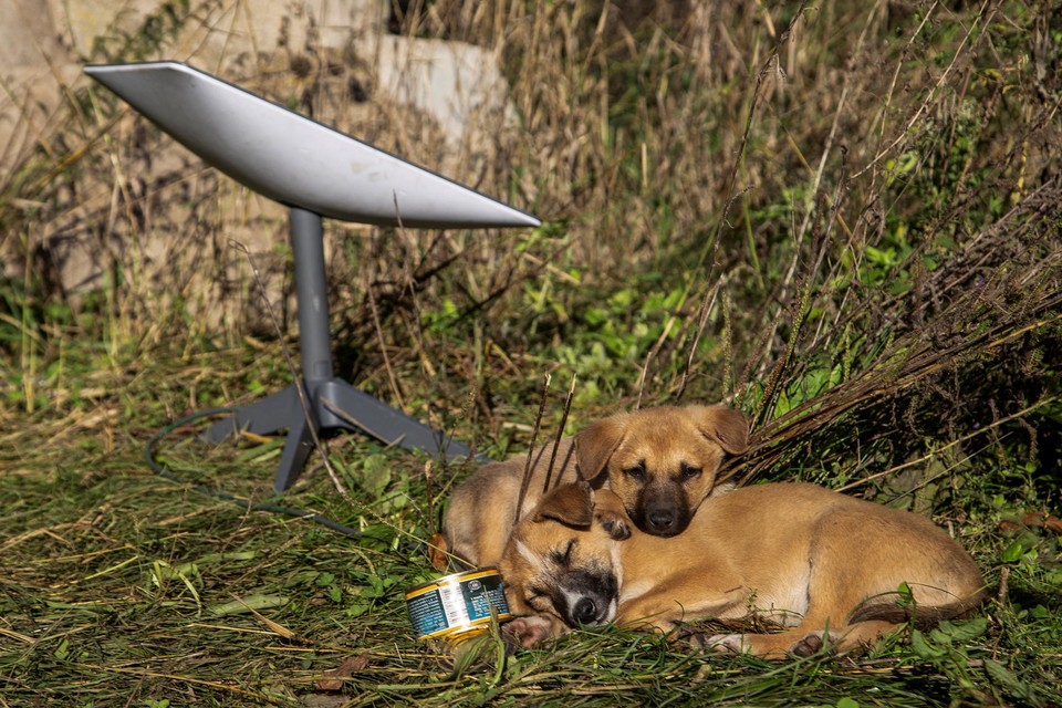 I cuccioli giacciono alla stazione di Starlink vicino a Lyman, in Ucraina. 