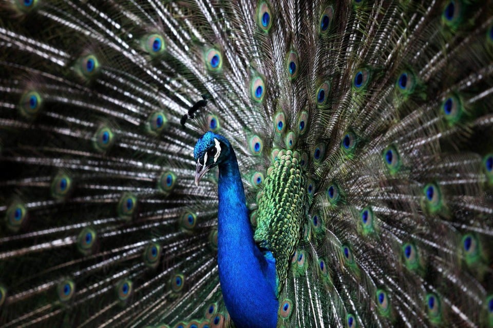 This is not the Knodbaan-Pauw, but it could be him, because according to the neighbors it is also a beautiful specimen.