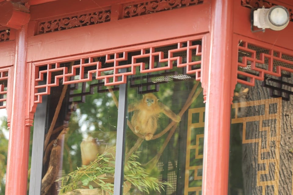 Pairi Daiza has three unique monkeys from China richer