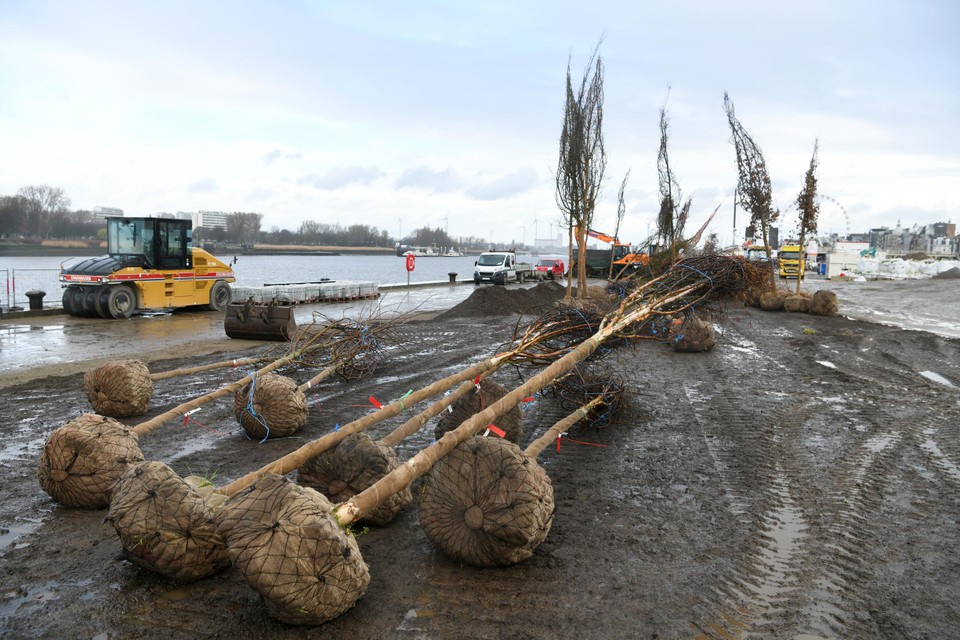 De bomen voor het parkje op het natte gedeelte van de kaaien liggen klaar om geplant te worden.