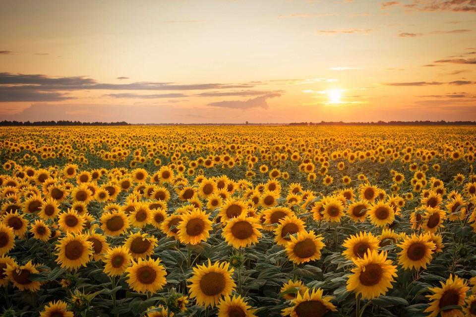 Mogelijk zullen we velden met zonnebloemen binnenkort vaker zien opduiken in Vlaams-Brabant.