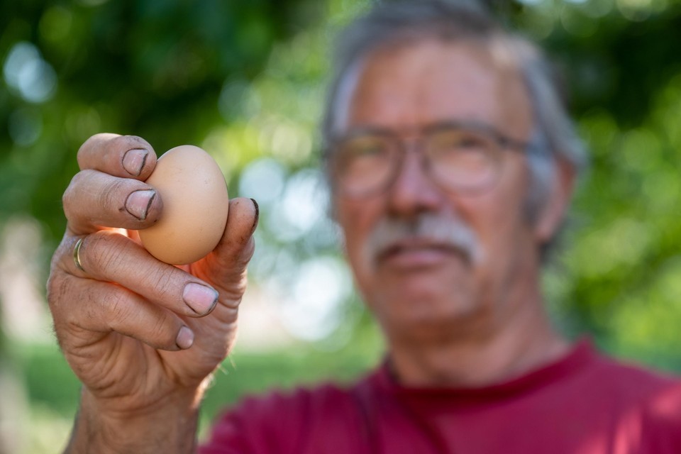 Zwijndrechtenaar Eduard D’Hollander leverde ons eieren van de kippen uit zijn tuin. 