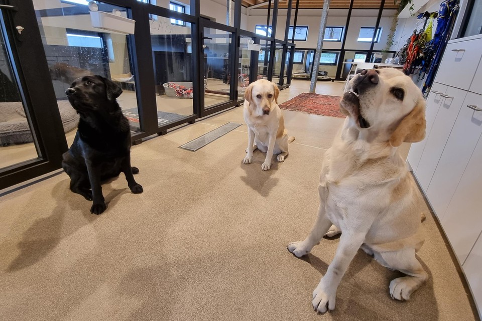 Bij Hachiko worden honden opgeleid tot assistentiehonden 