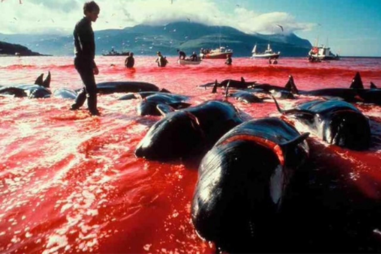 Weer honderden walvissen afgeslacht omwille van eeuwenoude traditie | Het  Nieuwsblad Mobile