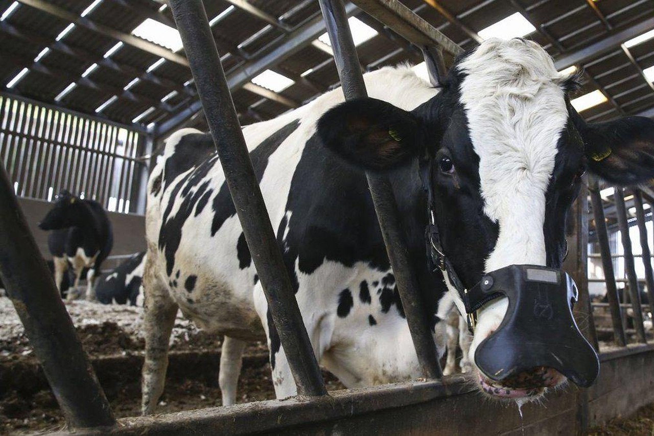 Clam cascade veronderstellen Het nieuwste wapen in strijd tegen opwarming van de aarde: het neusmasker  voor koeien | Het Nieuwsblad Mobile