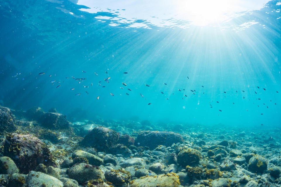 Flow into the sea. Тихий океан внутри. Фон подводное царство Нептун. Дно Тихого океана картинки. Фактура кораллов поверхность.