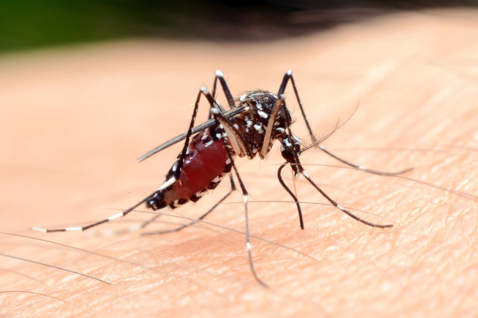 Het echtpaar werd gestoken door een mug die het malariavirus in zich droeg. Vermoedelijk was de mug meegekomen met een vlucht vanuit Afrika. 