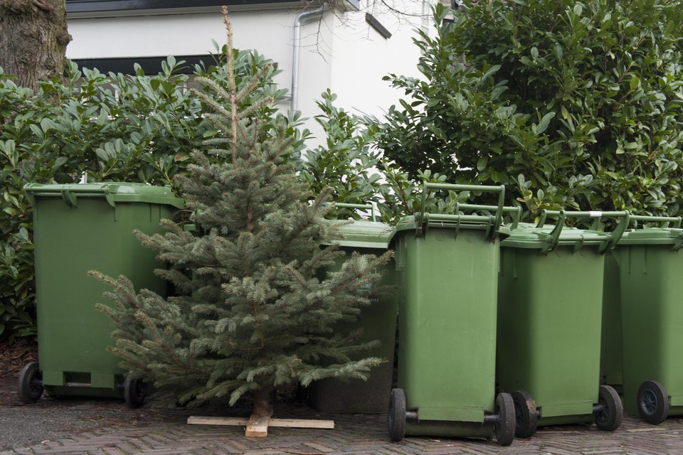 Een afgedankte kerstboom staat bij het afval. 