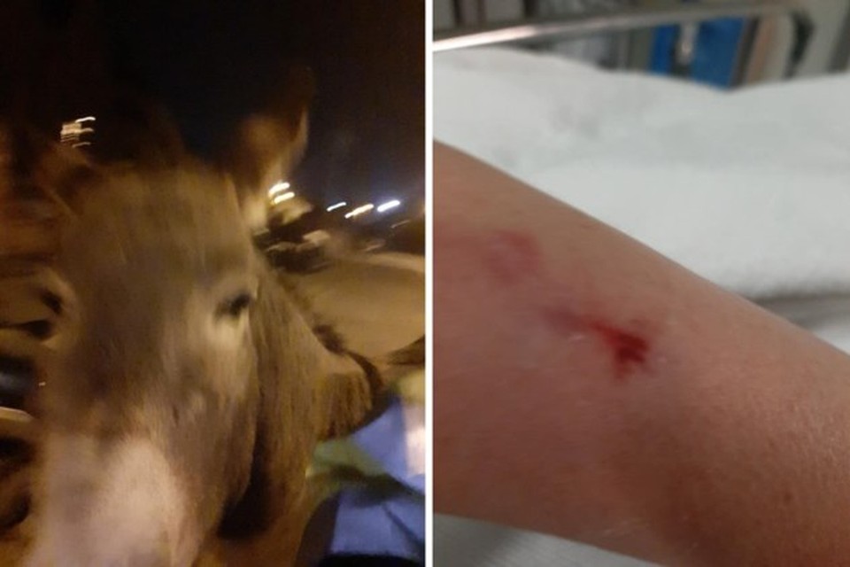 De ezel viel Natacha Devrieze aan op straat en beet haar in de arm en knie. 