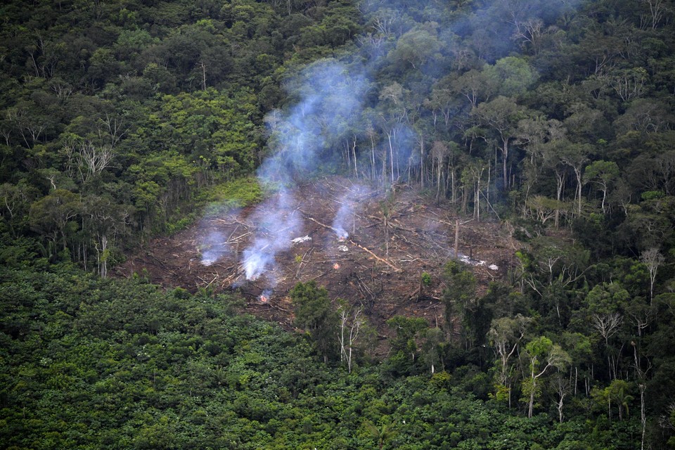 De meeste moorden op milieuactivisten waren gerelateerd aan bosbouw.  