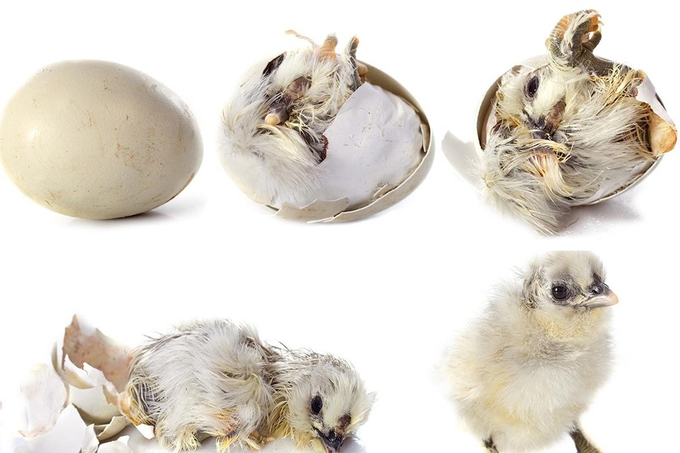 Schaar Vakman huilen Hoe weet je welk ei van welke vogel is? Onze dierendokter lijst de  verschillen op | Het Nieuwsblad Mobile