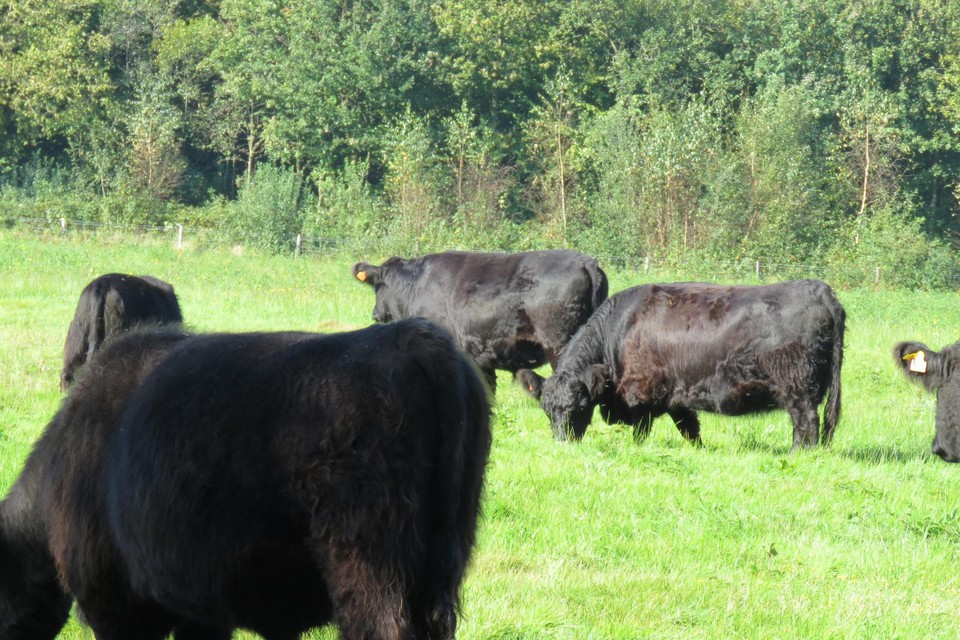De galloways houden het gras kort om voor een open landschap te zorgen.
