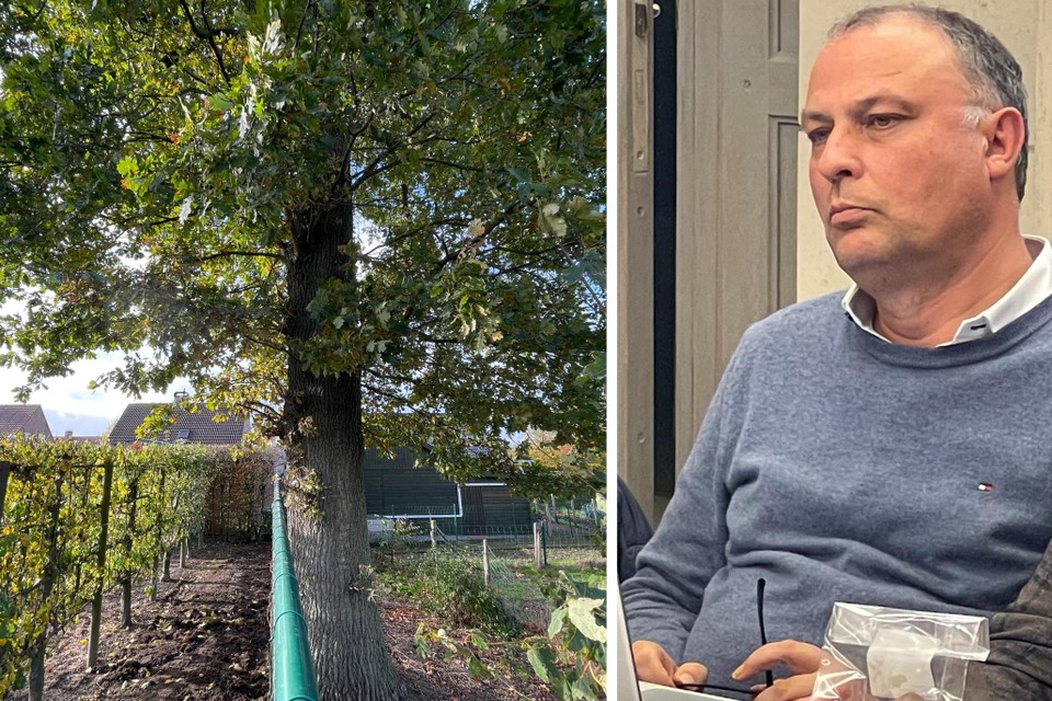 Burgemeester Dominique Cool (N-VA) heeft zijn omstreden eik dan toch geveld.