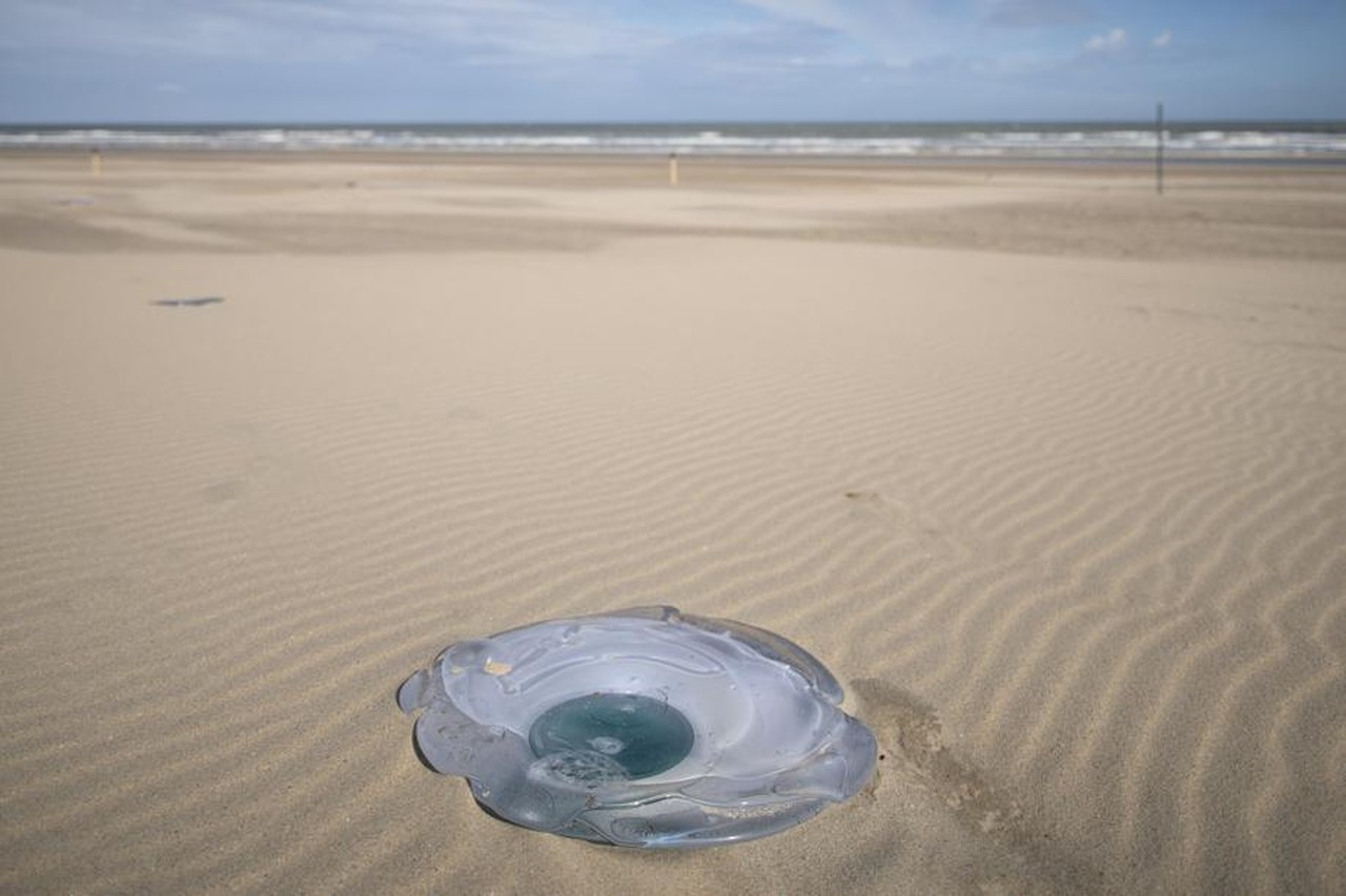 Kunstwerk Beaufort straks weer op strand (Bredene) | Het Nieuwsblad Mobile