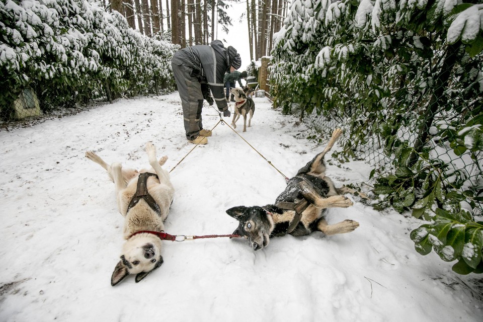 Maar fontein distillatie Wereldkampioen sledehonden racen traint nu husky's in Vlaamse sneeuw: “Als  ze rillen, is dat van opwinding” | Het Nieuwsblad Mobile