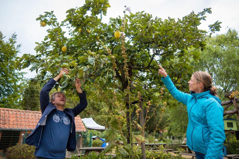 Schepen Patrick Princen en Sofie Dewilde van Citamine geven het voorbeeld en plukken peren in het Tivolipark. 