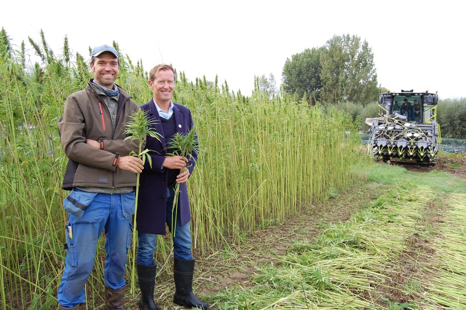 Landbouwer Koen en ondernemer Frederik kijken trots toe hoe de hennep geoogst wordt. 