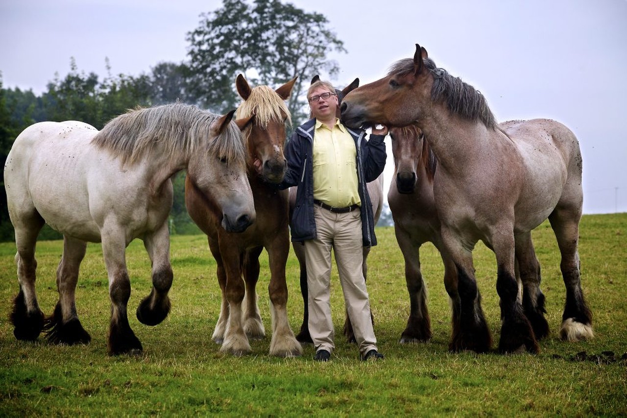 George Eliot kroeg Blozend Brabants trekpaard met uitsterven bedreigd | Het Nieuwsblad Mobile