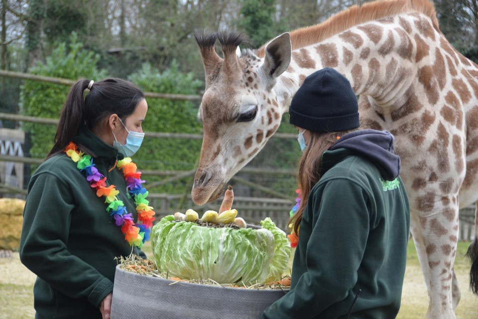 De dierenverzorgers van het park trakteerden haar op een gezonde verjaardagstaart. 