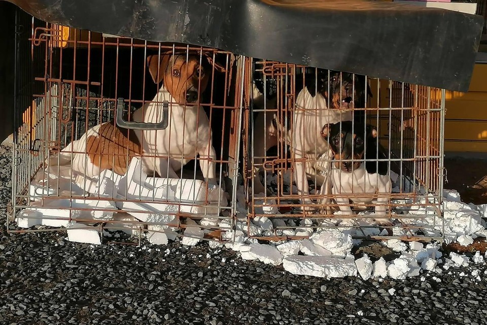 De drie honden zaten in verroeste kooien en werden achtergelaten langs de kant van de weg, bij de Kringloopwinkel naast het asiel.
