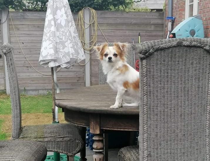 Het kleine hondje.