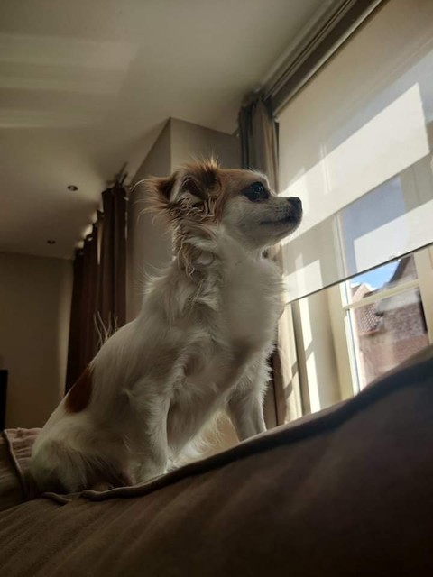Chihuahua James was amper twee jaar oud.