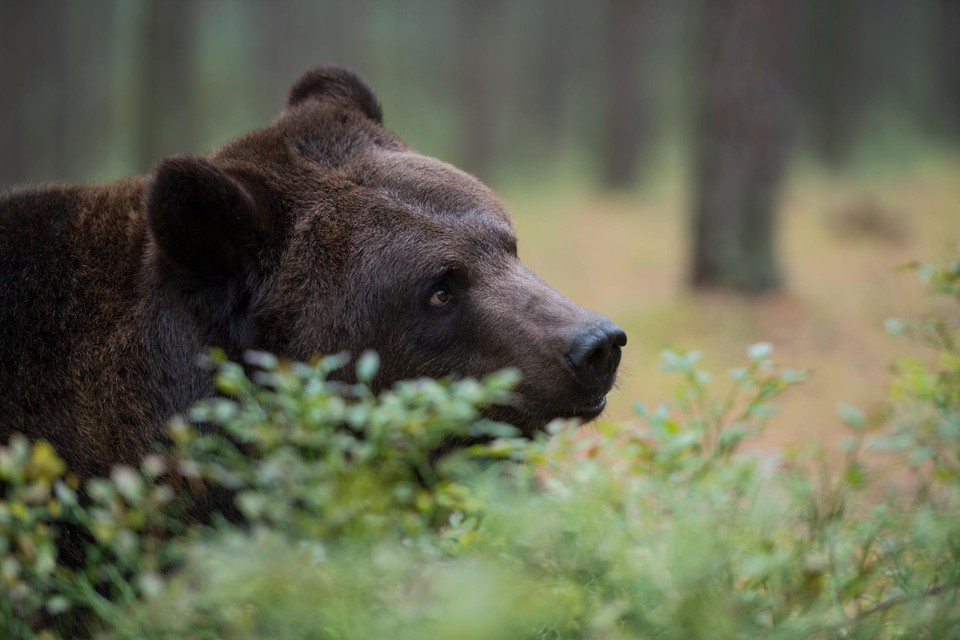 Straat personeel poort Franse jager raakt zwaargewond na aanval van beer, maar kan dier  doodschieten | Het Nieuwsblad Mobile