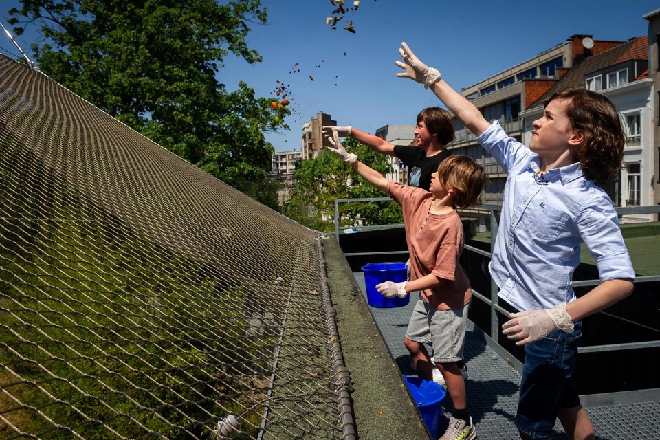 De drie winnaars van vorig jaar mochten tijdens de rondleiding ook de chimpansees eten geven via het dak.
