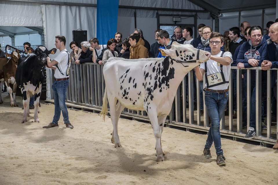De populaire veiling van runderen, de Agro-Expo Dairy Sale, zal dit jaar voor het eerst online verlopen.
